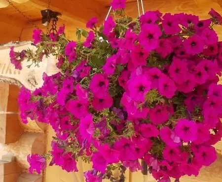 Dwór Pan Tadeusz * Orawka