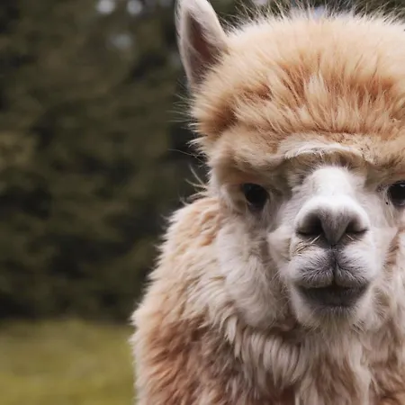 Apartment Dwor Pan Tadeusz *