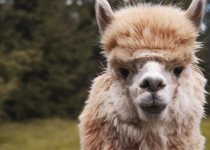 Lejlighed Dwor Pan Tadeusz *